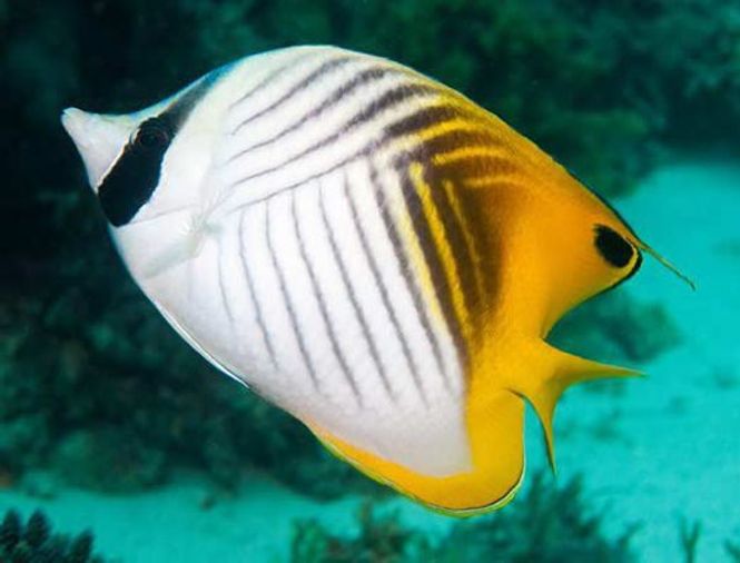 Hovedbilde Threadfin Butterfly / Chaetodon Auriga