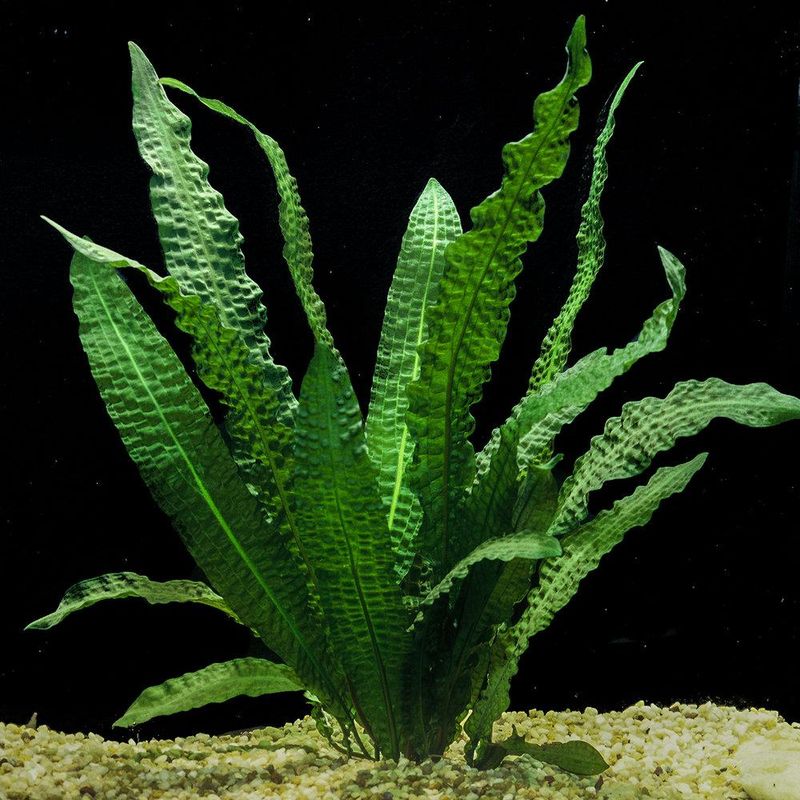 Aponogeton boivinianus Akvarieplante