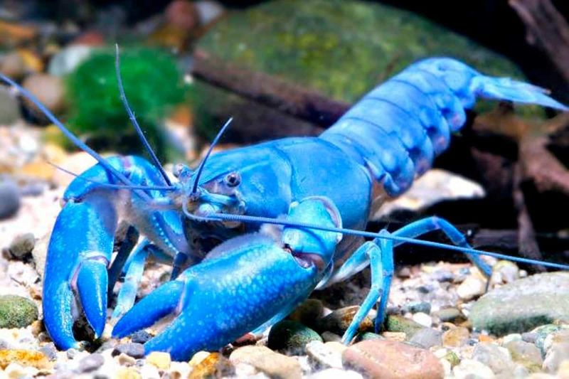 Cherax Cobolt Blue 6-7cm 