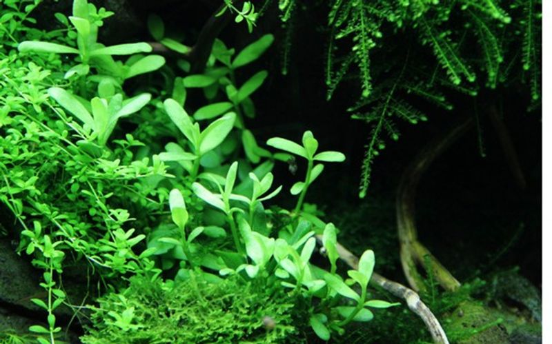Bacopa Compact - Potte