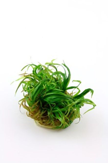 Hovedbilde Blyxa Japonica 1-2 Grow!
