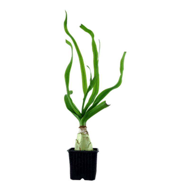 Crinum Thaianum Akvarieplante