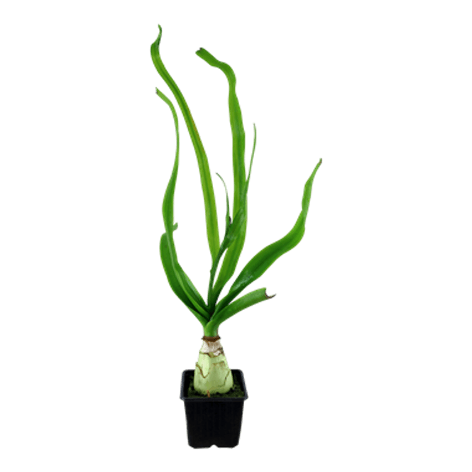 Hovedbilde Crinum Thaianum Akvarieplante