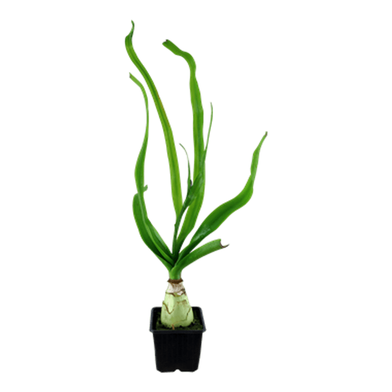 Crinum Thaianum Akvarieplante