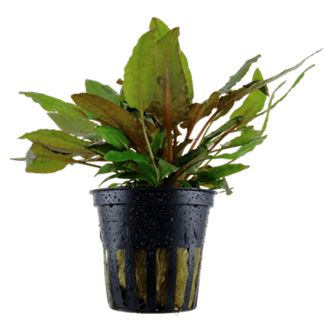 Hovedbilde Cryptocoryne Wendtii (green)  - Potte