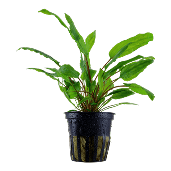 Hovedbilde Cryptocoryne Wendtii Brown
