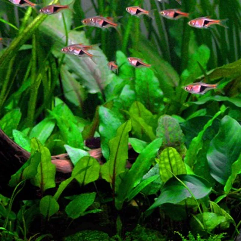 Cryptocoryne Wendtii Brown