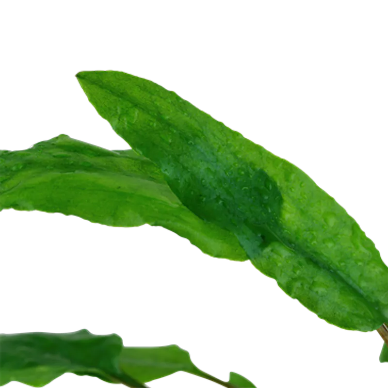 Cryptocoryne Wendtii Brown