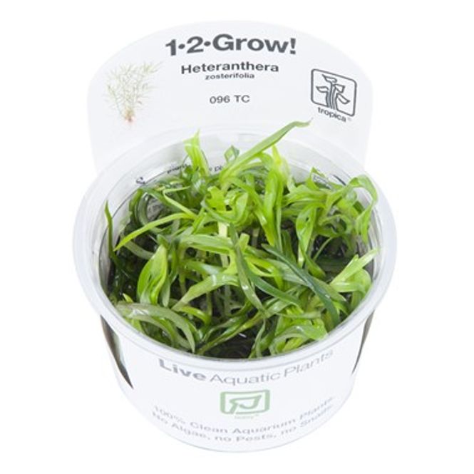 Hovedbilde Heteranthera Zosterifolia - 1-2 Grow!