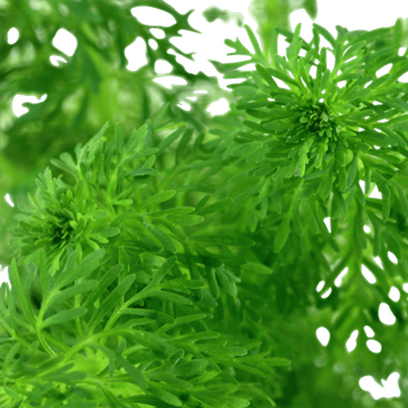 Limnophila Sessiliflora - Potte