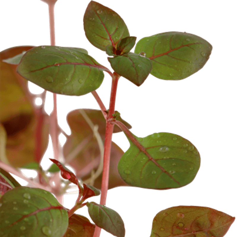 Ludwigia Palustris Red- Potte