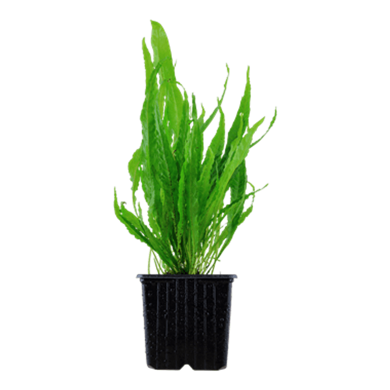 Microsorum Pteropus  Akvarieplante