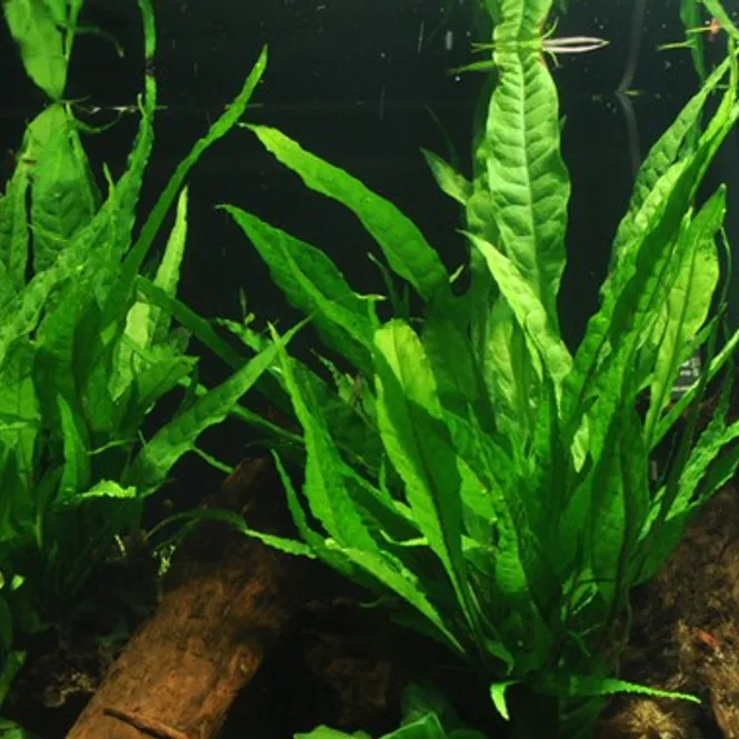 Hovedbilde Microsorum Pteropus  Akvarieplante