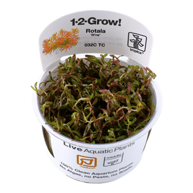 Hovedbilde Rotala Rotundifolia  - 1-2 Grow!