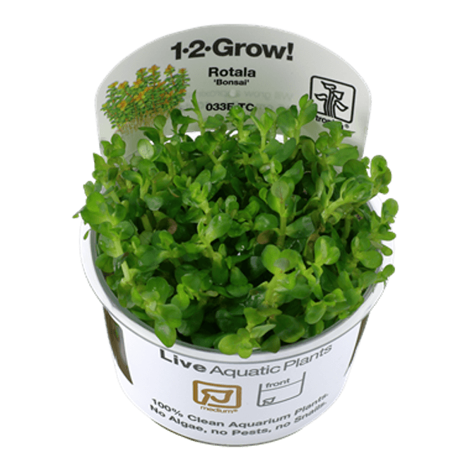 Hovedbilde Rotala Indica Bonsai - 1-2-Grow!