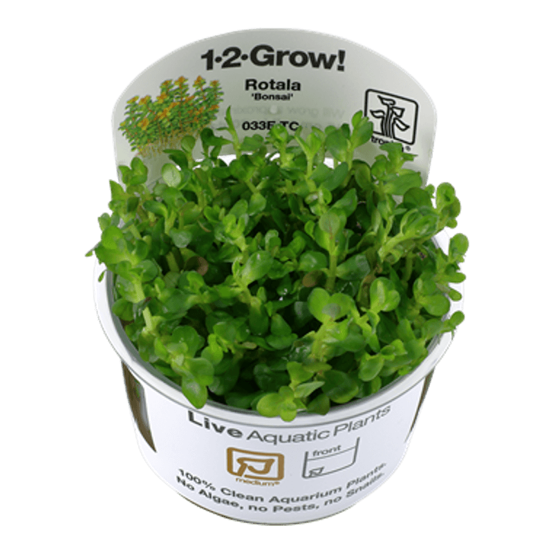 Rotala Indica Bonsai - 1-2-Grow!