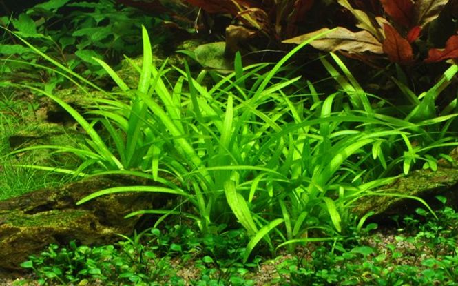 Hovedbilde Sagittaria Subulata - 1-2 Grow!