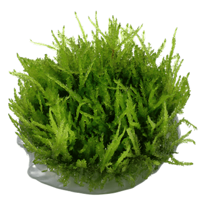 Hovedbilde Vesicularia Ferriei Weeping - 1-2-Grow!  Akvarieplante