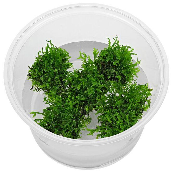 Hovedbilde Coral Moss Riccardia chamedryfolia