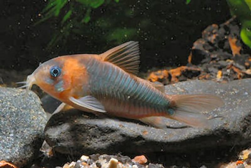 CORYDORAS EQUES VF 4-5CM