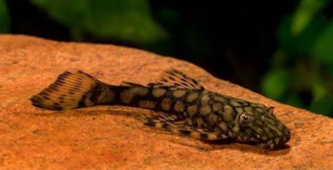 Hovedbilde L 393 Ancistrus 4-5cm F1