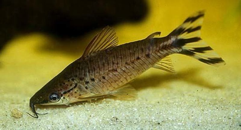 Dianema longibarbis 4-5cm