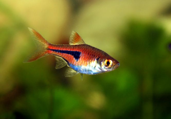 Hovedbilde Dronning Rasbora 