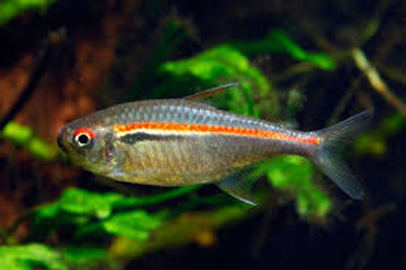 Hyphessobrycon Amapensis 