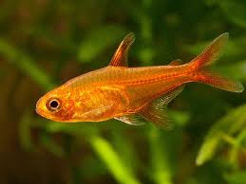 Hyphessobrycon Amadae (ildtetra)