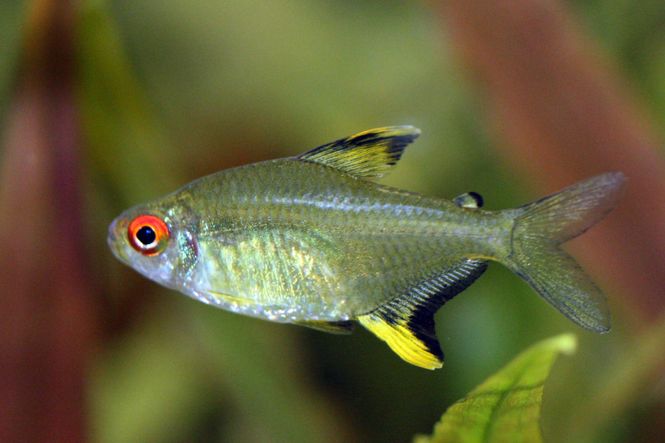 Hovedbilde Hyphessobrycon pulchripinnis ( Sitron Tetra)