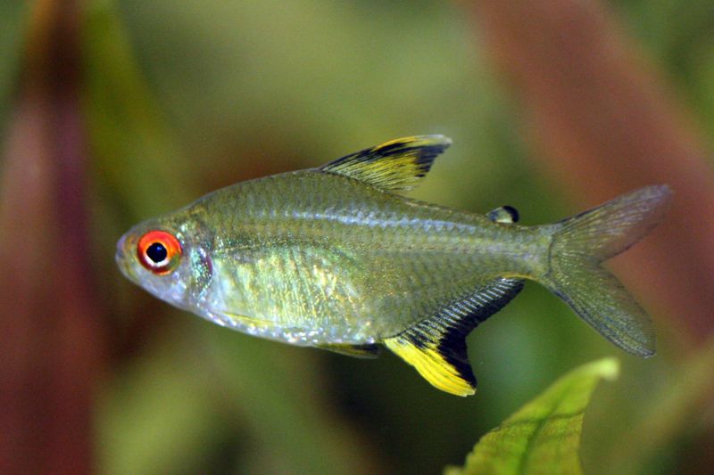 Hyphessobrycon pulchripinnis ( Sitron Tetra)
