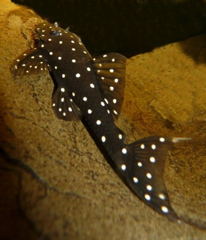 L107 ancistrus 8-10cm