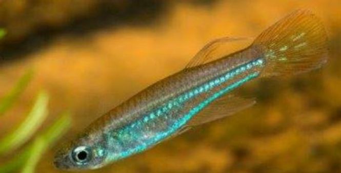 Hovedbilde Aplocheilichthys rancueli 