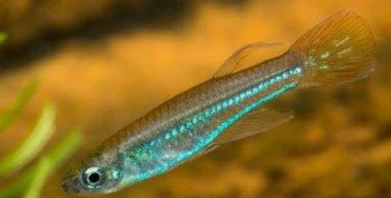 Aplocheilichthys rancueli 