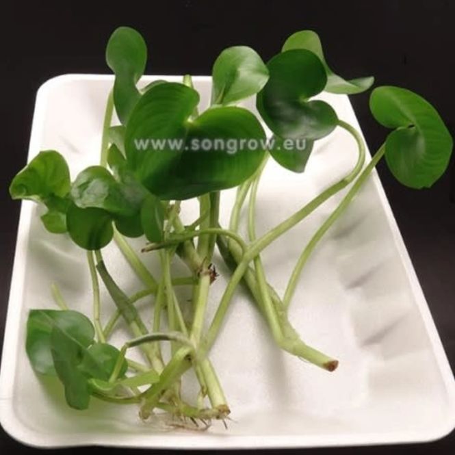 Hovedbilde Heteranthera reniformis (Flyteplante )