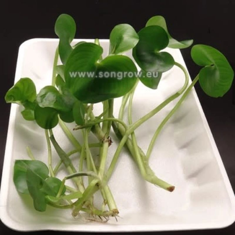 Heteranthera reniformis (Flyteplante )