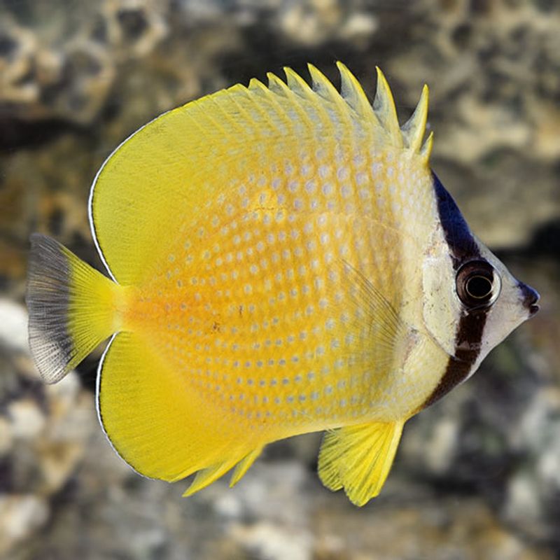 Kleins / Chaetodon Kleini 