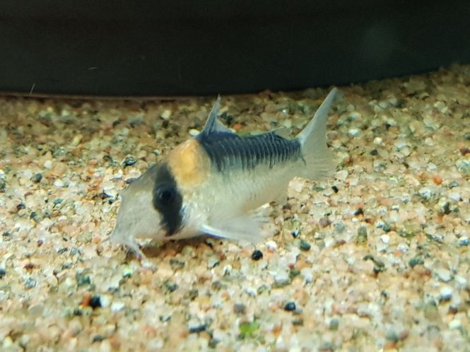 Hovedbilde Corydoras Adolfoi 