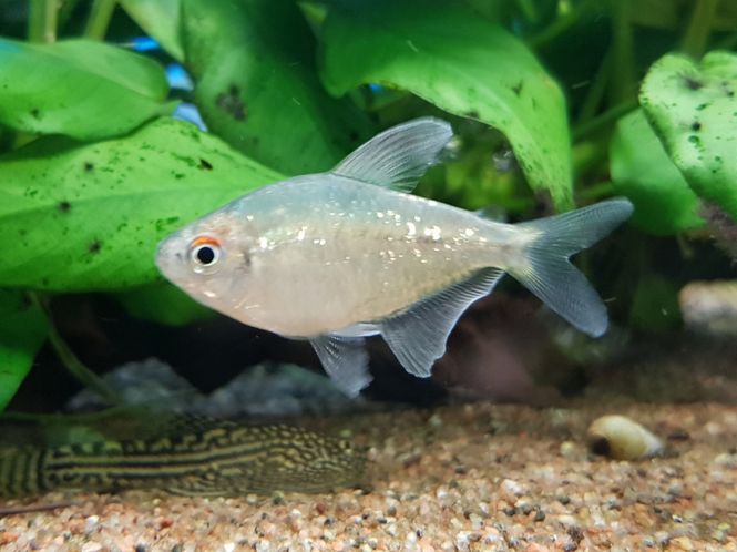 Hovedbilde Diamant Tetra VF
