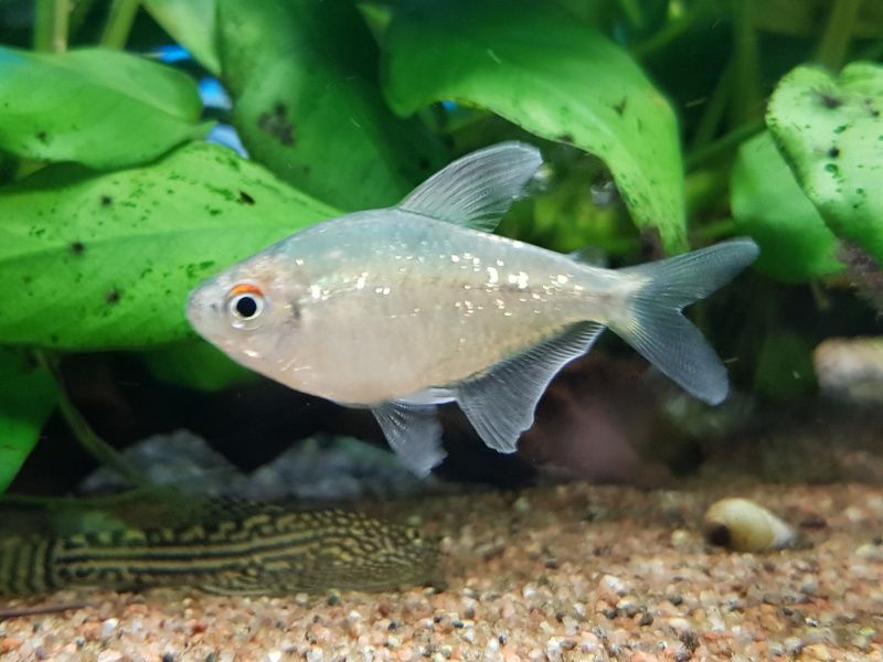 Diamant Tetra VF