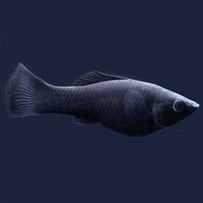 Hovedbilde Molly Black