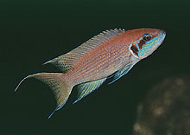 PRINSESSEN AV BURUNDI FULWE ROCKS 4-6CM