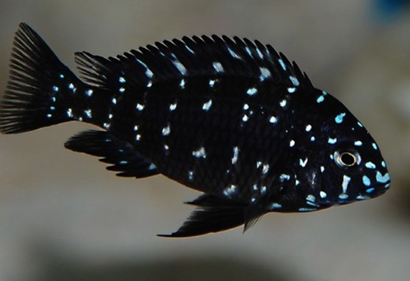TROPHEUS DUBOISI 4-6CM