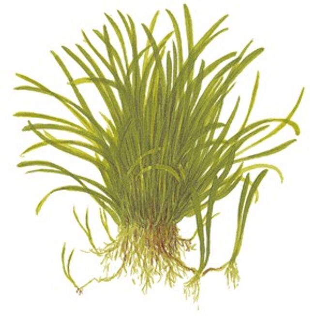 Hovedbilde Lilaeopsis brasiliensis - 1-2 Grow!