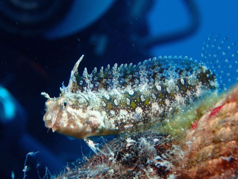 SABELTANN GOBY 