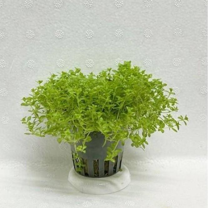 Hovedbilde Micranthemum micranthemoides Akvarieplante