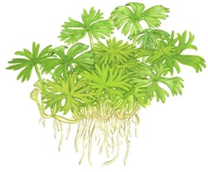 Hovedbilde Ranunculus inundatus - 1-2 Grow!