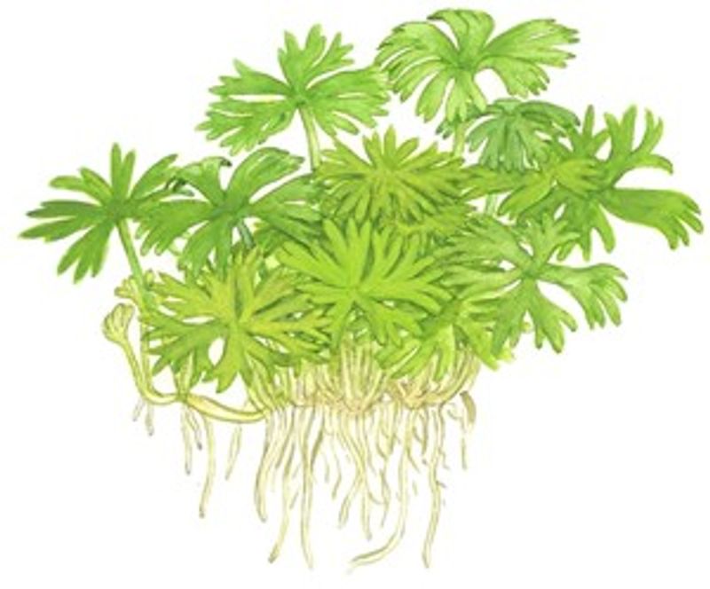 Ranunculus inundatus - 1-2 Grow!