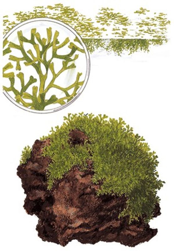 Riccia fluitans - 1-2 Grow!
