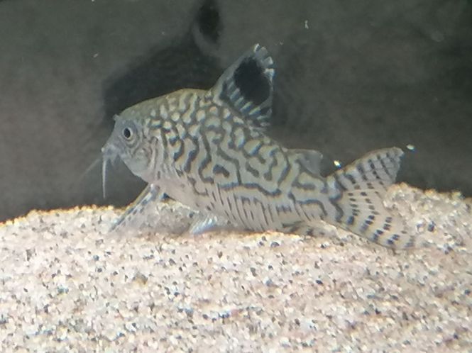 Hovedbilde Corydoras Reticulatus 4-5cm